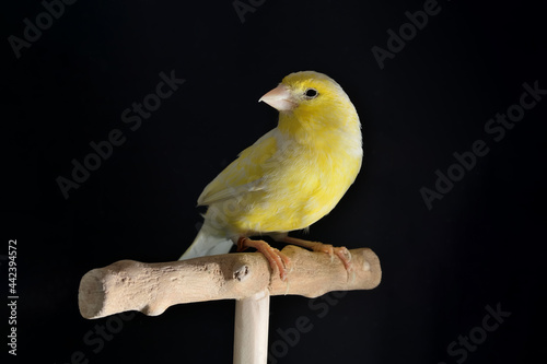 Portrait of yellow female canary stand on wooden perch isolated on black background with copy space. Bird shooting in a studio photo