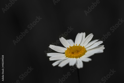 One white daisy flower 