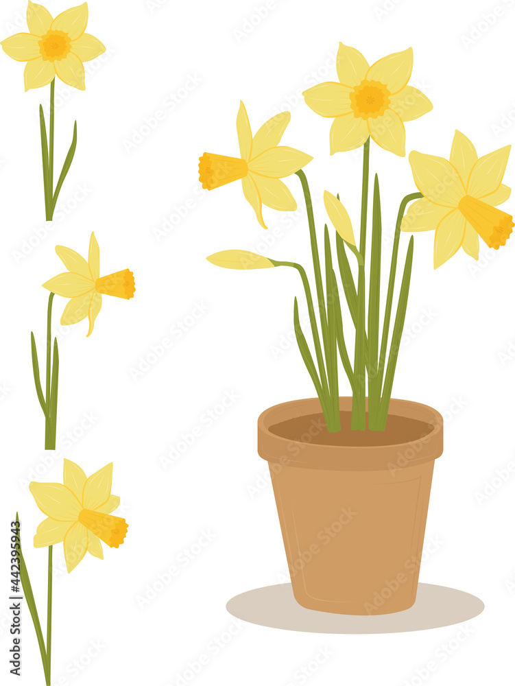 Narcissus. Daffodils in a pot and isolated for use separately. Narcissus. Daffodils in a pot and isolated for use separately.