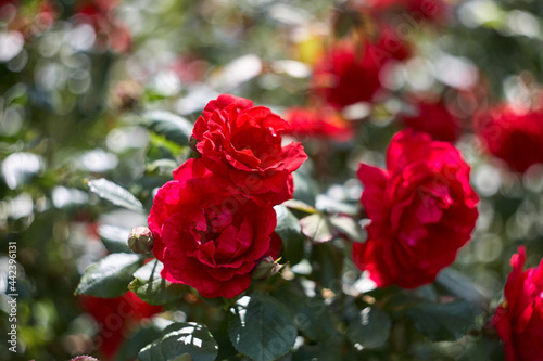 Red roses as a natural and holidays background. Red roses bunch in the garden.
