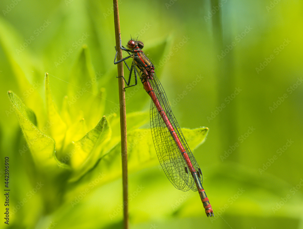 Mit zusammengefalteten Flügeln sitzt eine Libelle an einen aufrecht stehenden Grashalm vor einer beleuchteten Pflanzenknospe. Mit zusammengefalteten Flügeln sitzt eine Libelle an einen aufrecht stehenden Grashalm vor einer beleuchteten Pflanzenknospe.