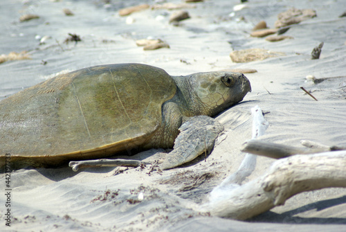 olive ridley turtle photo