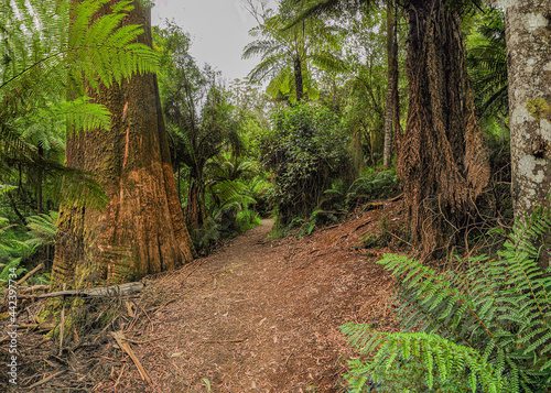 Forest of Australia, consisting mainly of various types of eucalyptus.