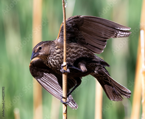 Bird, female blackbird