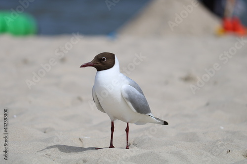 Bird on beach 
