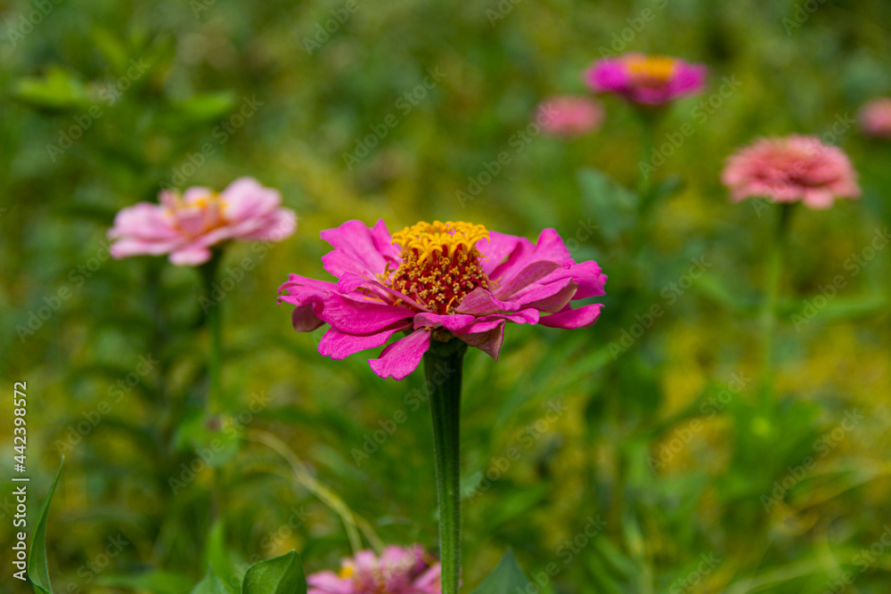 the beautiful flower is grown in the garden the beautiful flower is grown in the garden