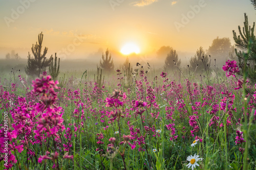 spring landscape with blooming flowers on meadow