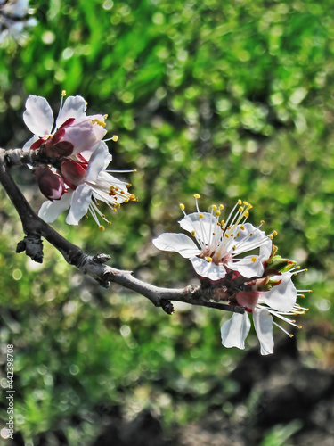 The gardens are blooming. Composition 12.