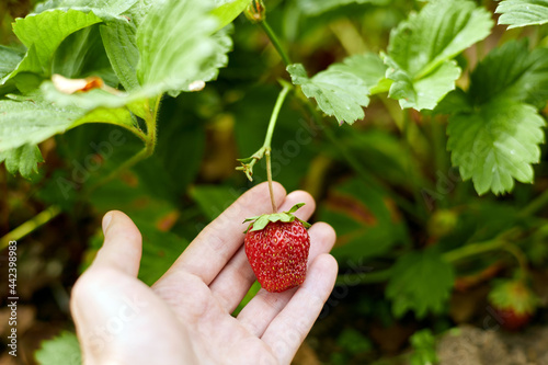 Picking ripe strawberries. Strawberry berries in your hands. Women's hands with strawberries.