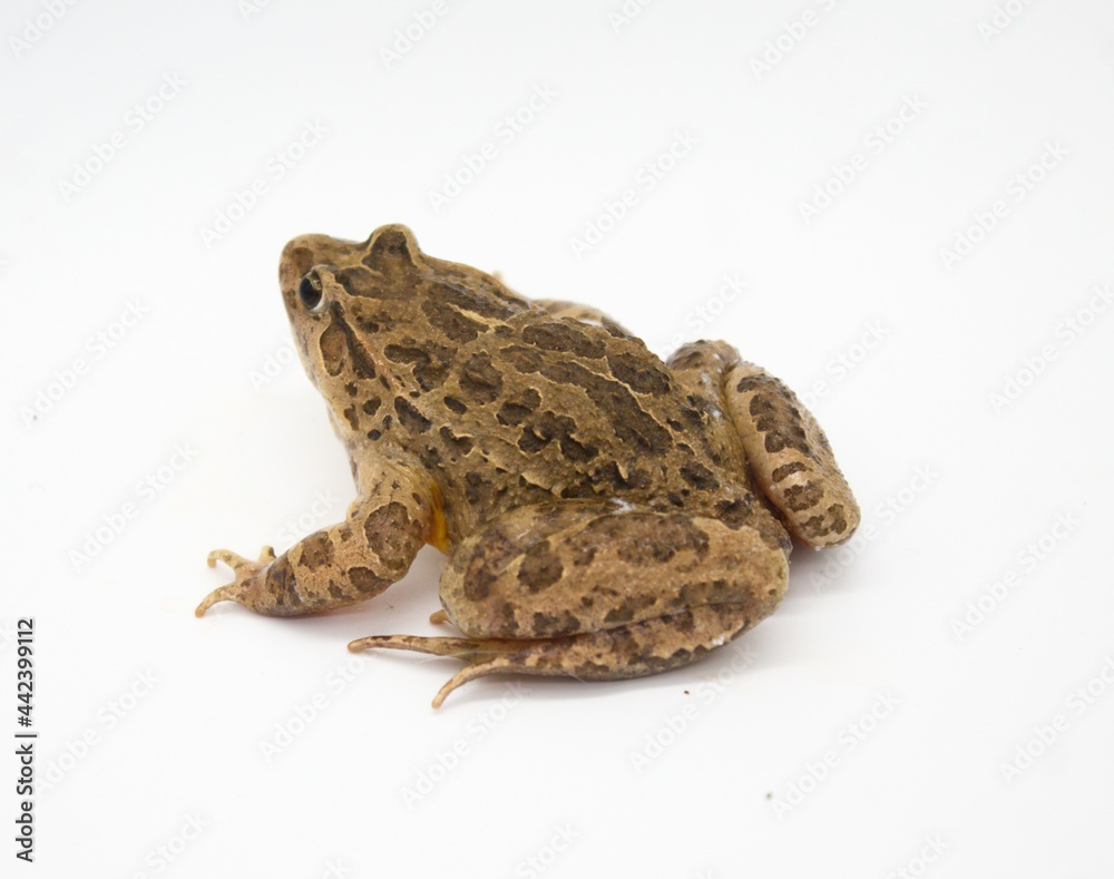 Fototapeta premium portrait of toad pintojo frog on white background species exclusively present in spain (Dicoglossus Jeannear)