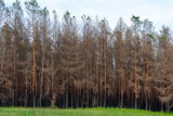Coniferous forest one year after the fire. Coniferous trees burned down during a fire against a background of green grass. The problem of forest fires.