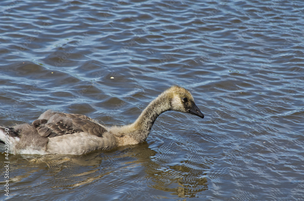 A Young Canadian Goose in the Water