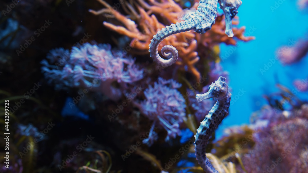 Sea horse among corals Sea horse among corals