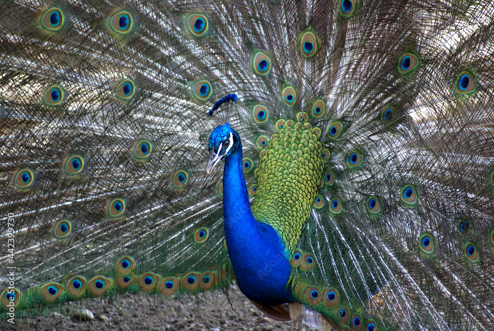 Obraz premium Wild Peacock 