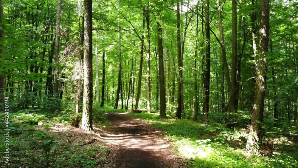 Tracking shot in the beech forest 4k video. Recording of an ecological forest zone with the drone. Tracking shot in the beech forest 4k video. Recording of an ecological forest zone with the drone.