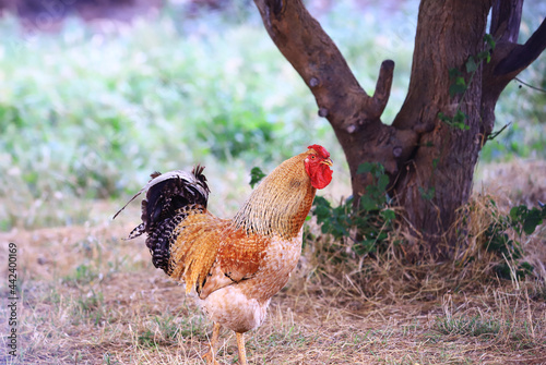 A colorful, landscape, beautiful and smug rooster stands under a tree © chermit