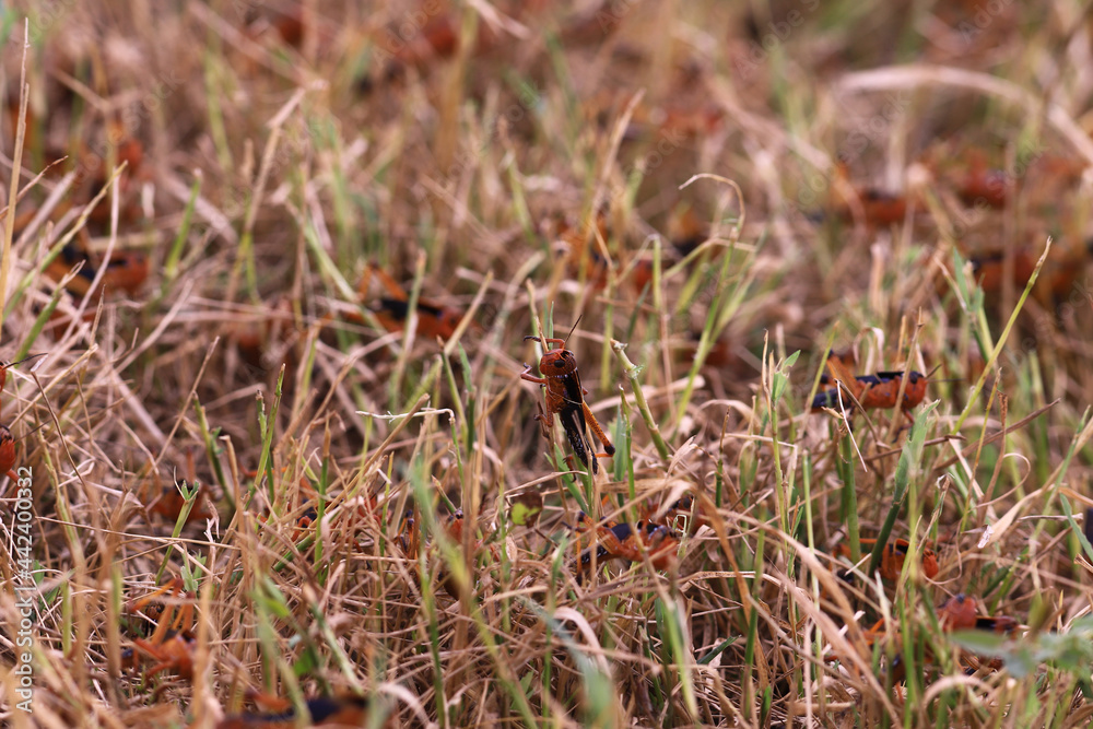 The beginning of trouble ... a flock of locusts gets together in a flock and get ready to fly The beginning of trouble ... a flock of locusts gets together in a flock and get ready to fly