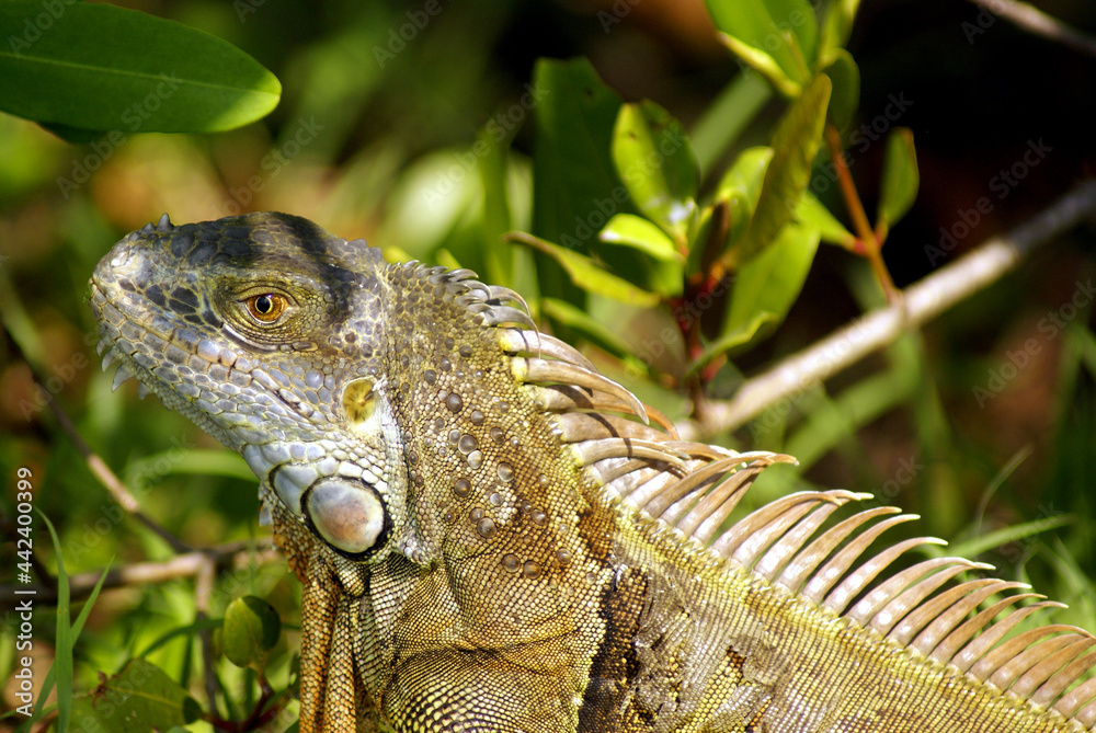 Obraz premium Green Iguana