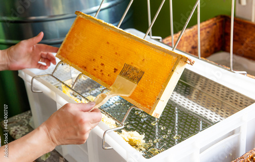 Hobby beekeeper extracting honey from honeycomb concept. Wooden honeybee frame on uncapping rack tray. photo