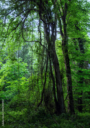 Liana forest in Dagestan (Samursky) is the only subtropical grove in Russia