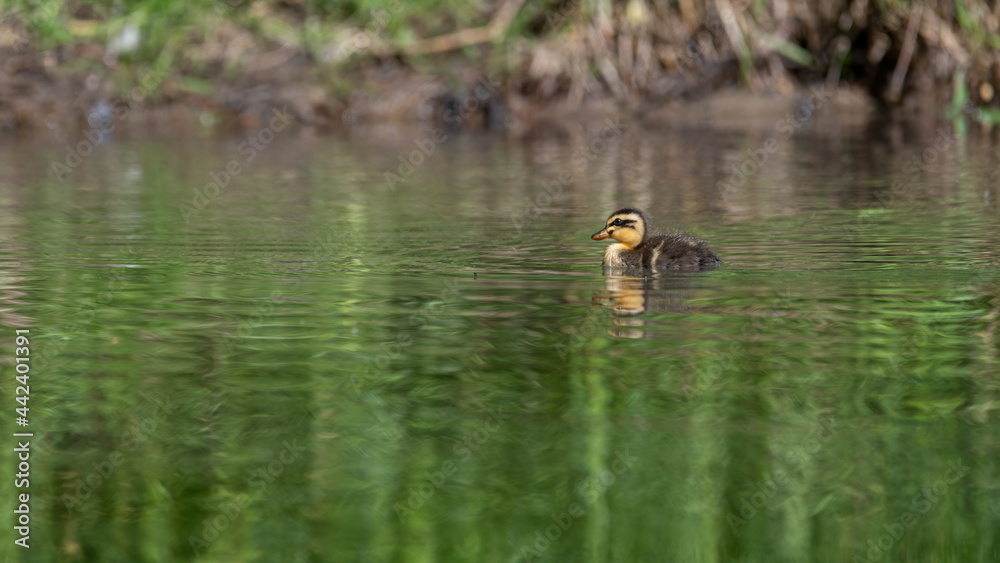 wasser, ente, bird, see, natur, ente, wild lebende tiere, bird, tier, stockente wasser, ente, bird, see, natur, ente, wild lebende tiere, bird, tier, stockente