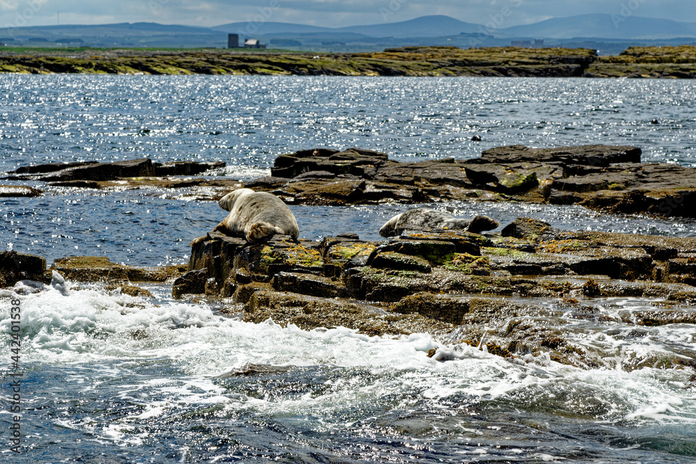 Seals on the Farne Islands - Northumberland - England Seals on the Farne Islands - Northumberland - England