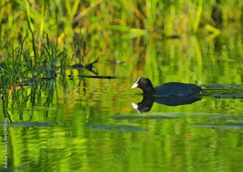 Eurasian coot  Fulica atra   in spring on a pond