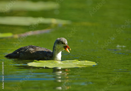 Old coot chick  Fulica atra 