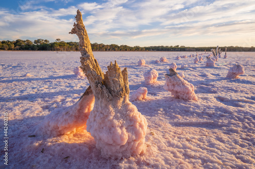 Low angled view of weathered fenceposts in a salt lake encrusted with pink salt crystals photo