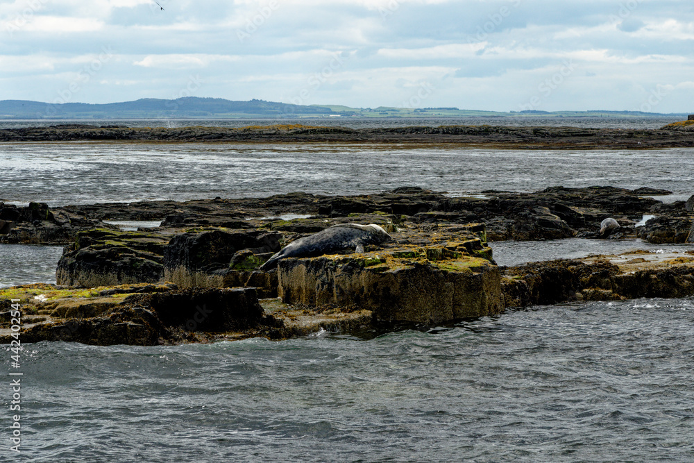Seals on the Farne Islands - Northumberland - England Seals on the Farne Islands - Northumberland - England
