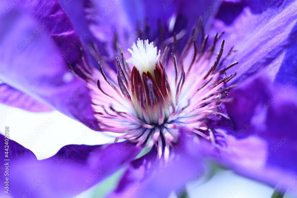 Obraz premium close up of flower, clematis, violett flower