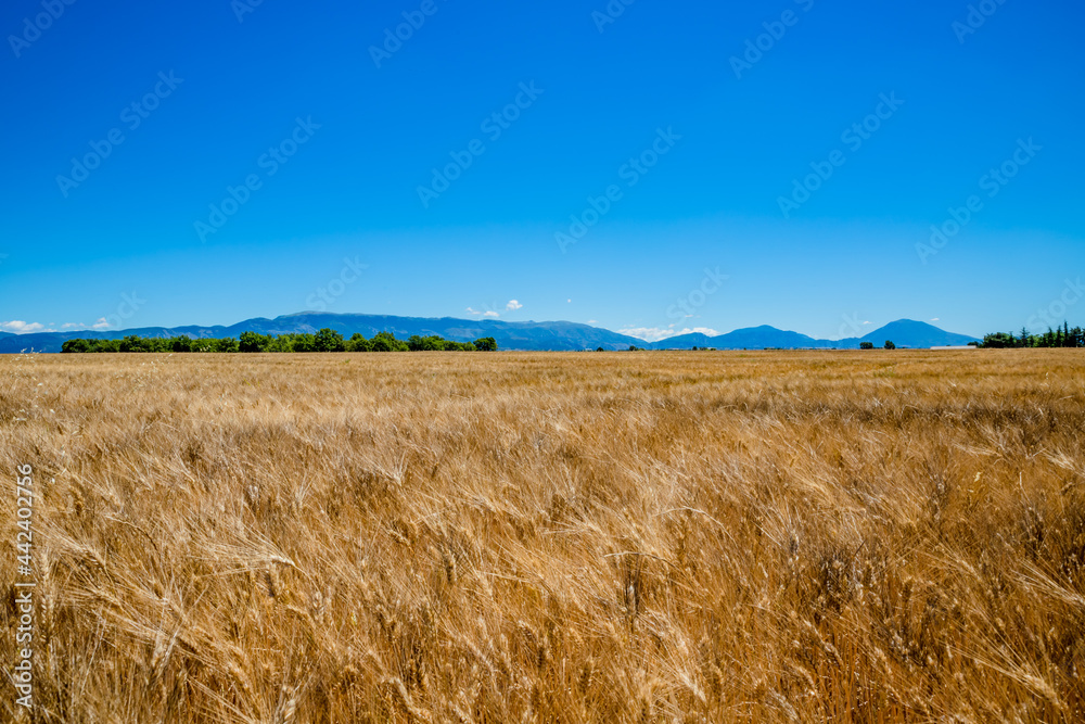 Champ de blés sur le plateau de Valensole
