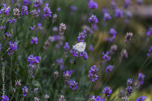 lavender blossom in the garden