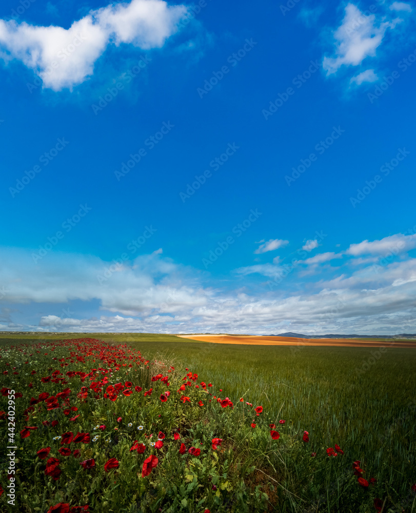 Poppy fields and cultivated hills under clear sky for text