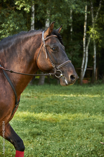 Portrait of a horse in a bridle on a sunny summer day. © FO_DE
