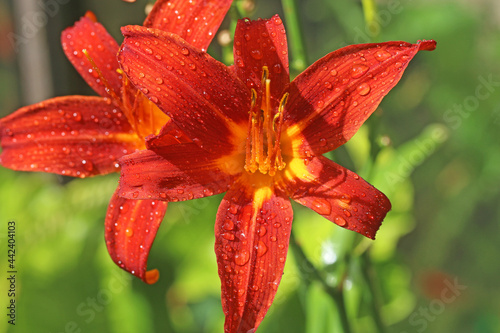 Lily flower after rain