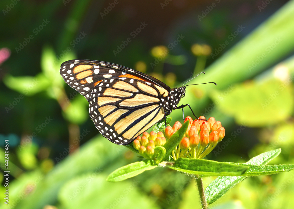 Closeup of a Monarch Butterfly (Danaus plexippus) resting on the orange flower buds of Butterfly weed (Asclepias tuberosa). Copy space. Closeup of a Monarch Butterfly (Danaus plexippus) resting on the orange flower buds of Butterfly weed (Asclepias tuberosa). Copy space.