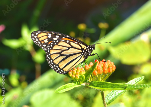 Closeup of a Monarch Butterfly (Danaus plexippus) resting on the orange flower buds of Butterfly weed (Asclepias tuberosa). Copy space. © maria t hoffman