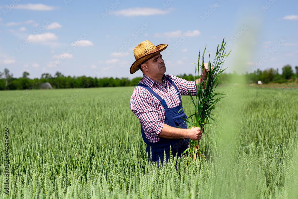 Farmer or agronomist in the wheat field examining the yield quality. Farmer or agronomist in the wheat field examining the yield quality.