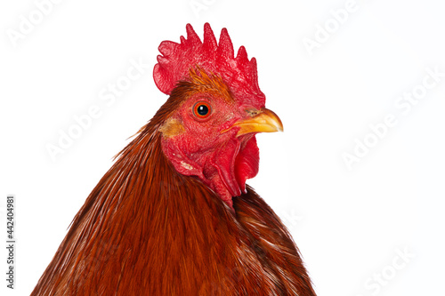 New hampshire cock on white background