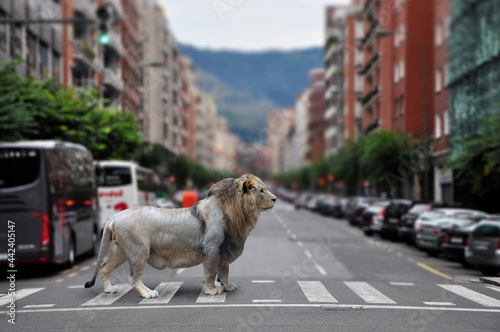 Photography Wild animal lion in downtown street of big city