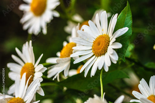 Beautiful White Camille flowers in dark green background on a sunny day  Arctic chamomile macro  summer background