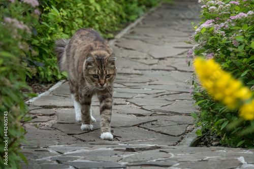 Gray cat walking down the street in the garden photo