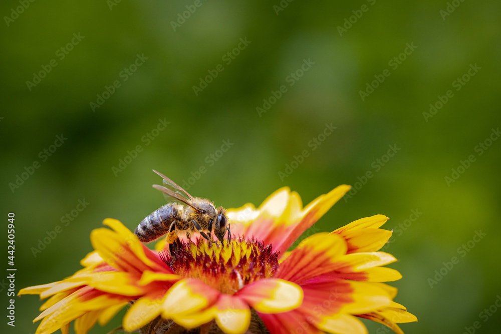 Bee on a orange flower collecting pollen and nectar for the hive Bee on a orange flower collecting pollen and nectar for the hive
