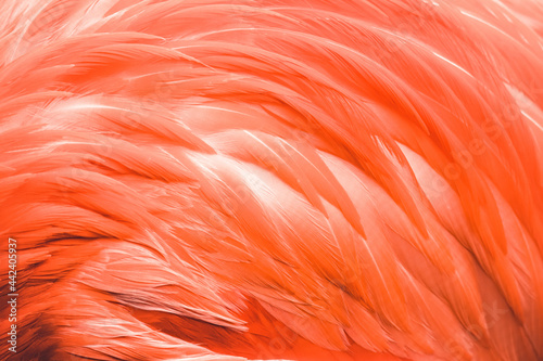  American flamingo (Phoenicopterus ruber), with a beautiful pink coloured background. A beautiful pink water bird with yellow eyes in the morning. Wildlife scene from nature, Cuba
