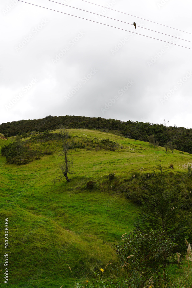 llanura pasto colina andes ecuador tarqui azuay llanura pasto colina andes ecuador tarqui azuay