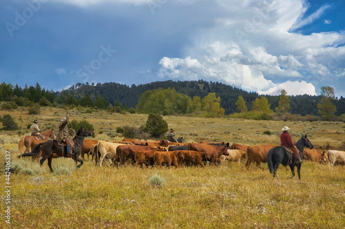 Cattle roundup in Montana photo