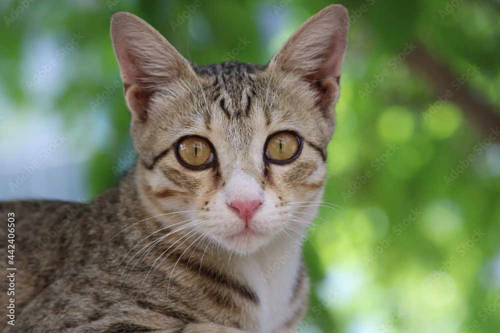 close up of a cat