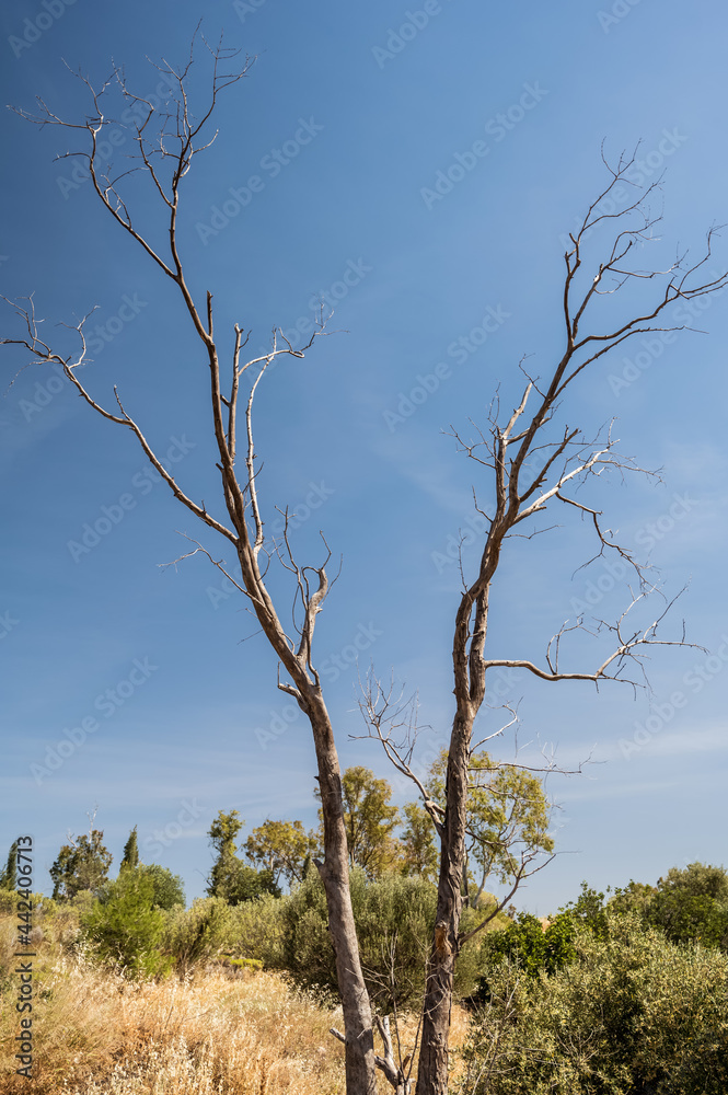 Close-up of dry tree in mountainous arid area. Hot sunny summer day. Southern nature. Dry grass. Green trees and bushes. Blue sky.