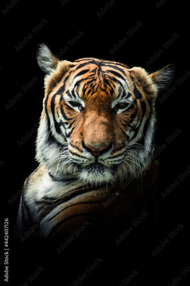Malayan tiger (Panthera tigris tigris), with a beautiful dark background. Colourful endangered animal with orange hair sitting on the ground in the forest. Wildlife scene from nature, Malaysia